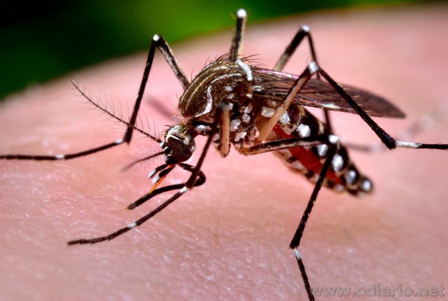 Valadares apresenta alto índice de infestação do Aedes Aegypti