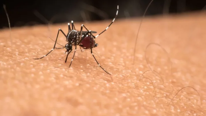 Prefeitura de Brumadinho adota medidas no combate à dengue