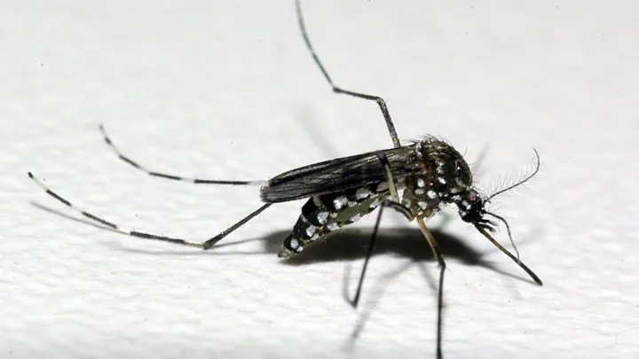 Infectologista do Ipsemg reforça atenção aos sintomas da dengue